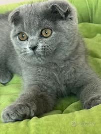 Cucciola Scottish fold