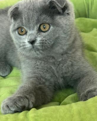 Cucciola Scottish fold