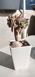 Pianta grassa Aeonium Pink Witch Crestata