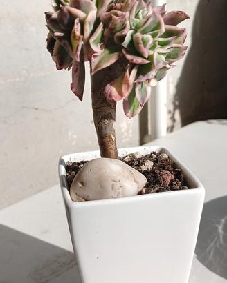 Pianta grassa Aeonium Pink Witch Crestata