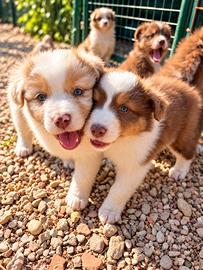 Australian Shepherd Pastore Australiano cuccioli