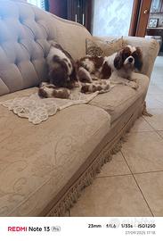 Cavalier king pedigree