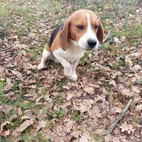 Beagle per monta