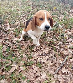 Beagle per monta