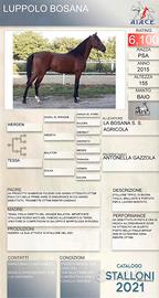 Cavallo arabo