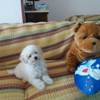 Barboncino Toy maschio femmina da 60gg in poi