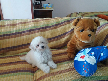 Barboncino Toy maschio femmina da 60gg in poi