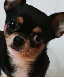chihuahua x monte