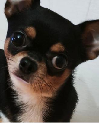 chihuahua x monte