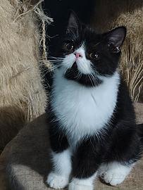 Cucciolo Exotic Shorthair 