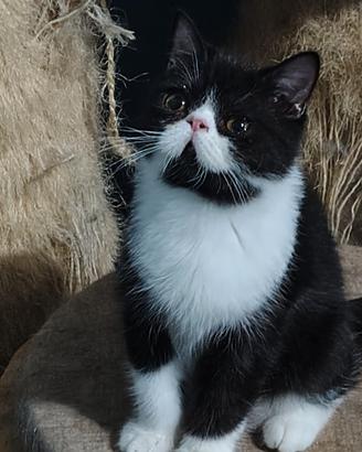 Cucciolo Exotic Shorthair 