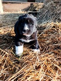 Cuccioli incrocio pastore bergamasco e pirenei