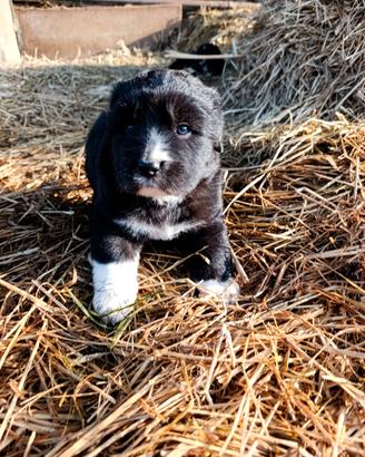 Cuccioli incrocio pastore bergamasco e pirenei