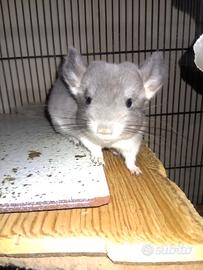Cucciolino