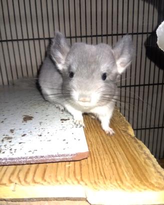 Cucciolino