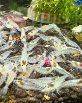 Neocaridina White Pearl (Snowball)