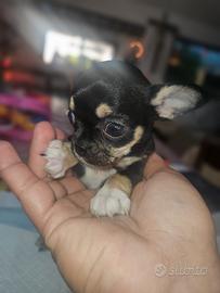 Chihuahua femmina toy