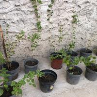 Piante bacche di goji