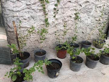 Piante bacche di goji