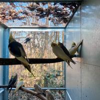 Coppie riproduttrici