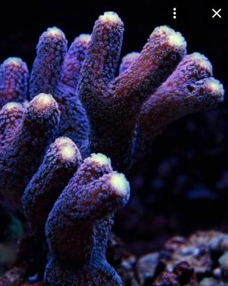 Corall milka
