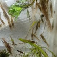 30 gamberetti acqua dolce