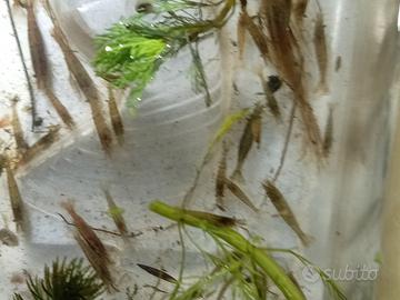 30 gamberetti acqua dolce