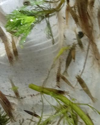 30 gamberetti acqua dolce