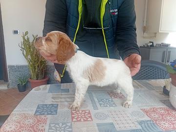Breton cuccioli con pedigree