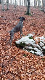 Bracco tedesco kurzar femmina tartufo