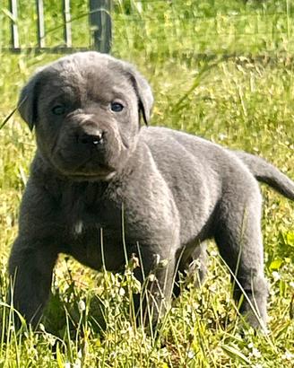 Cuccioli grigi cane corso