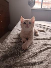 Gattino tipo British Shorthair (senza pedigree)