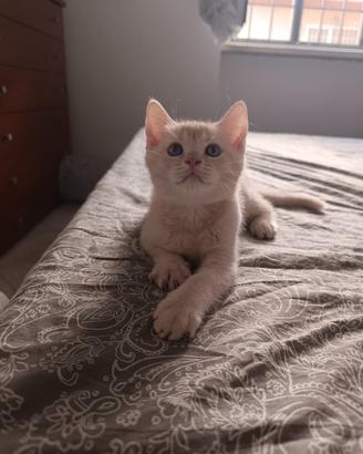 Gattino tipo British Shorthair (senza pedigree)