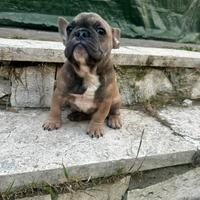 Bulldog francese