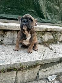 Bulldog francese