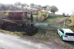 Ampio terreno agricolo con ulivi e annesso