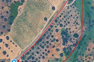 Terreno agricolo con uliveto