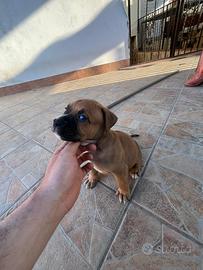 Amstaff marrone