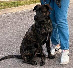 Belgian Malinois 7 mesi