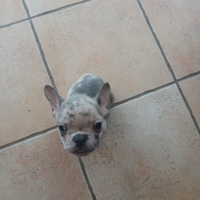 Cucciolo bulldog francese