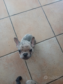 Cucciolo bulldog francese