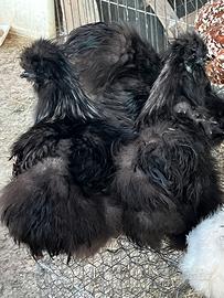 Moroseta silkie galli