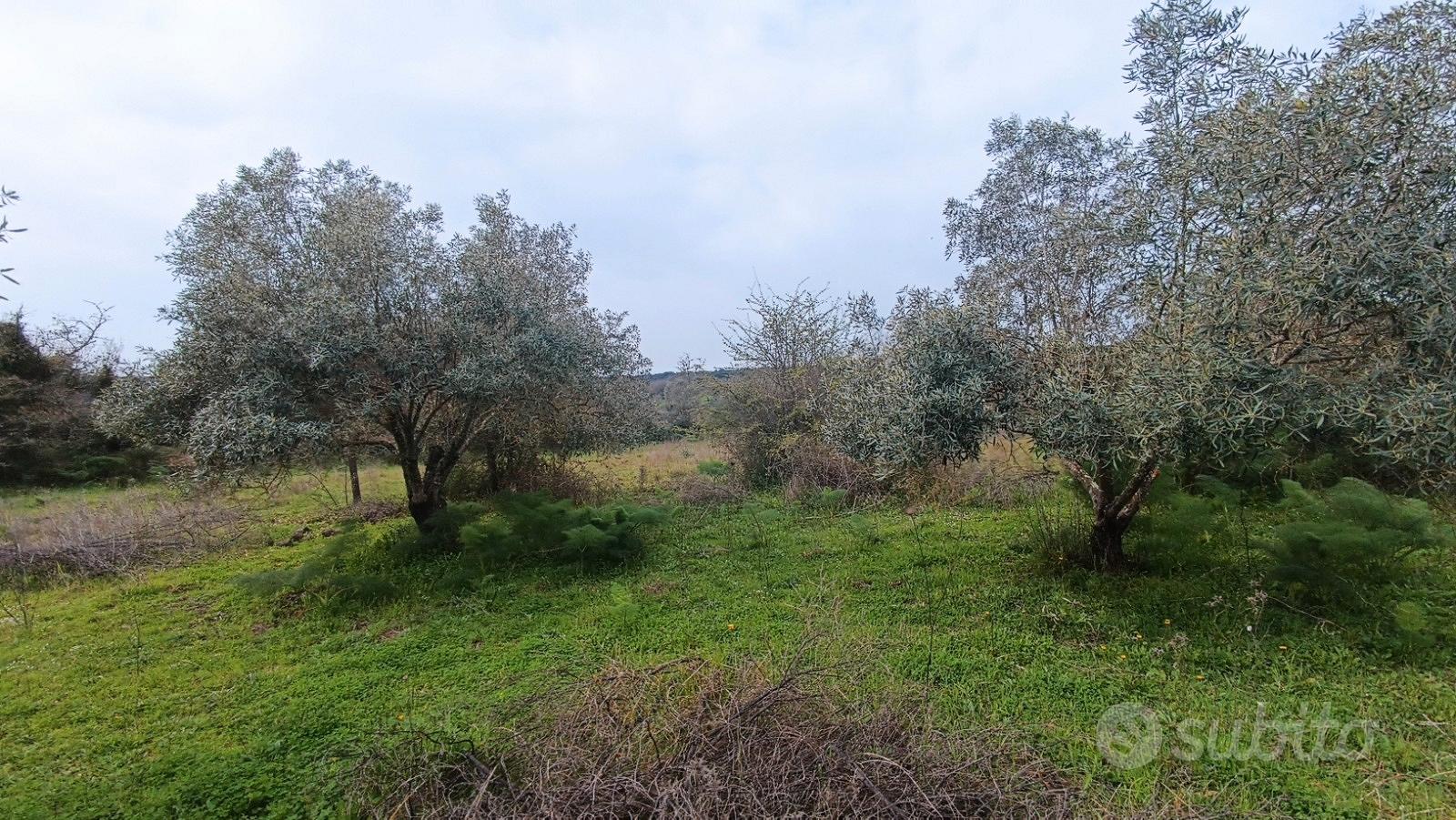 Terreno con uliveto - Vista 4