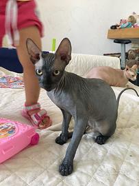 Sphynx