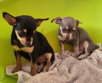 Chihuahua
