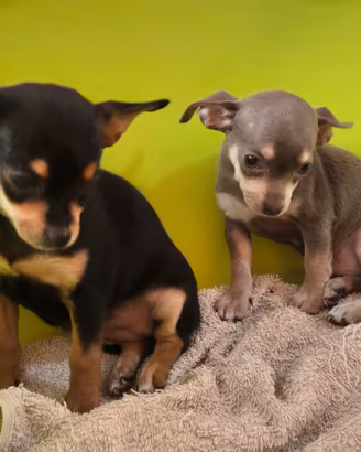 Chihuahua