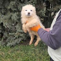 Assunta, ambra, adalgisa, alba e alberto cuccioli