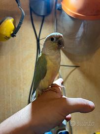 Pyrrhura mint allevato a mano