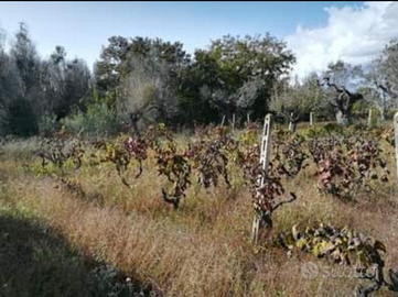 Terreno agricolo non edificabile