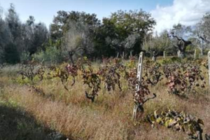 Terreno agricolo non edificabile
